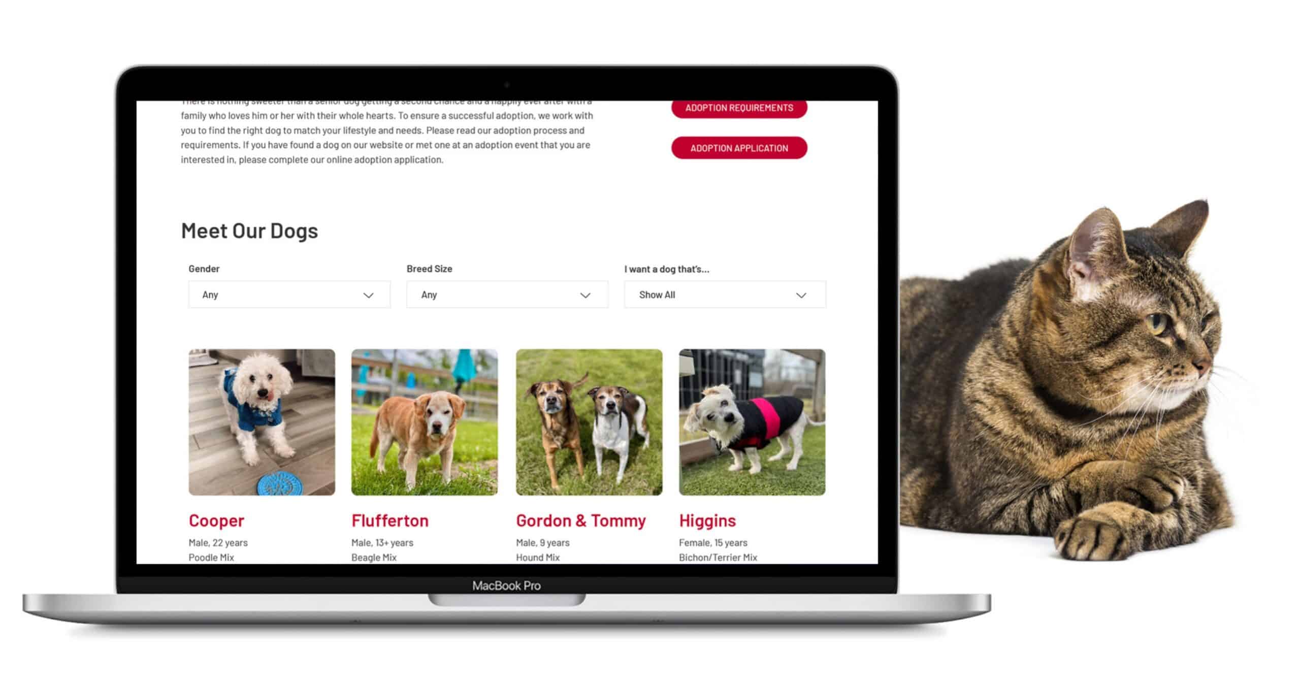 Website displayed on a MacBook with a cat behind it